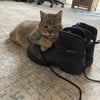 Photo 2: Puss in Boots
