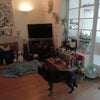 Photo 3: Lounge + dog