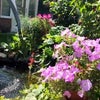 Photo 3: Garden with pond at Ipswich house