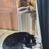 Photo 7: The cats!