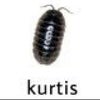 Photo 3: Kurtis