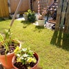 Photo 6: Pleasant back garden