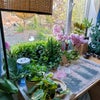 Photo 1: Tea table in the living room, facing Northwest and West, and my garden