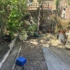 Photo 9: Garden