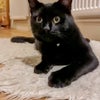 Photo 4: Ebony