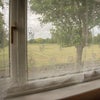 Photo 3: Window looking out on Duppas Hill park