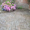 Photo 9: Walled garden