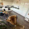 Photo 2: Shared living room - kitchen