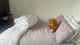 Photo of flat to rent in Broxburn