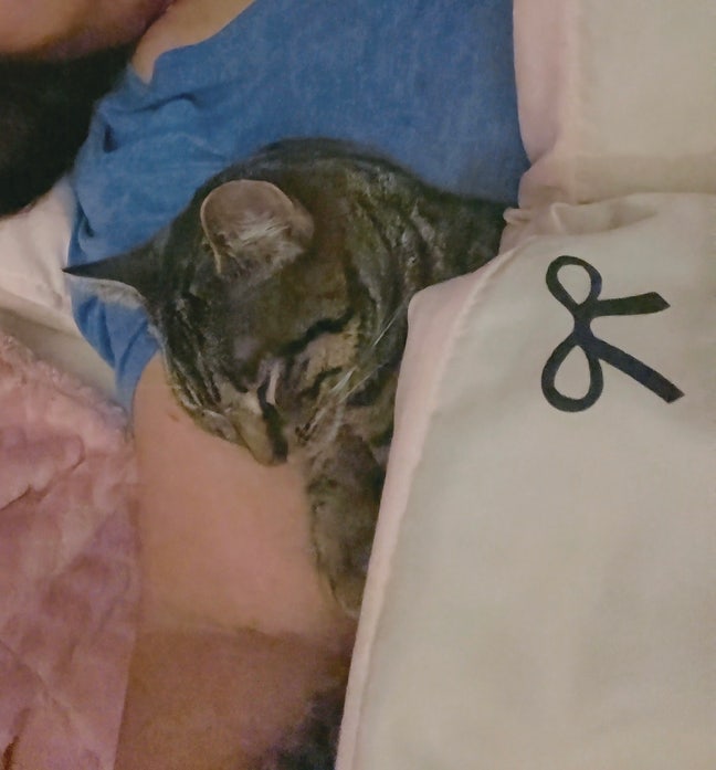 Professional Female looking to rent a room Main Photo
