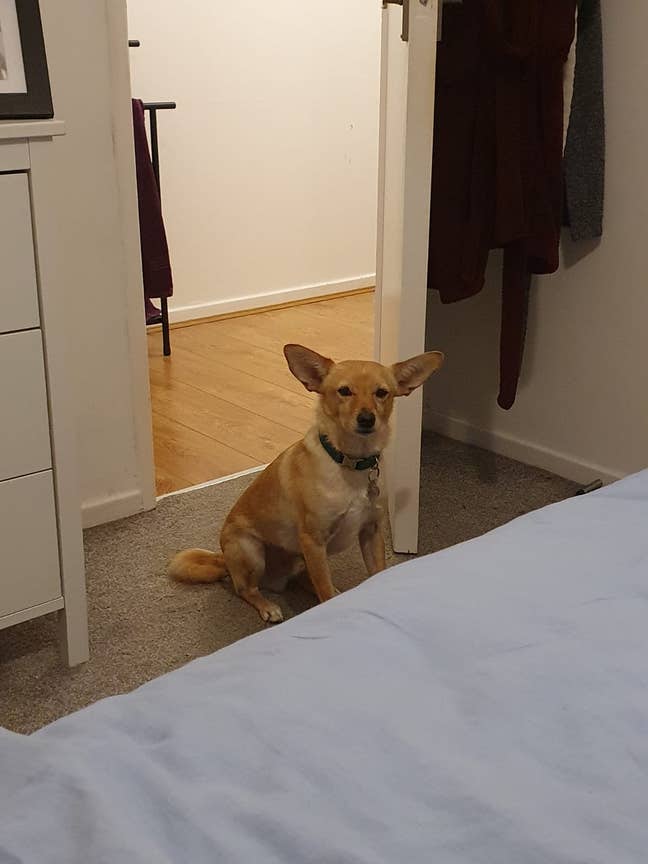One woman and a wonder-dog seek sociable home Main Photo