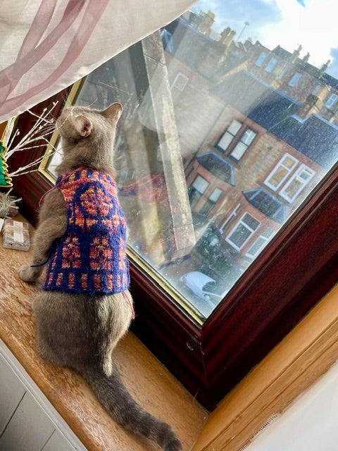 PhD Student + Cat Looking to Spend July in Oxford Main Photo