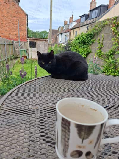 Cosy home with cats looking for new friend Main Photo