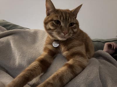 1 month sublet with Percy the cat  Main Photo