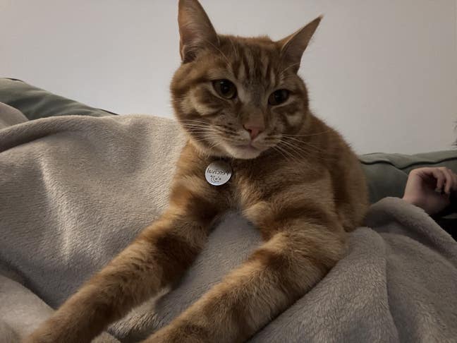 1 month sublet with Percy the cat  Main Photo