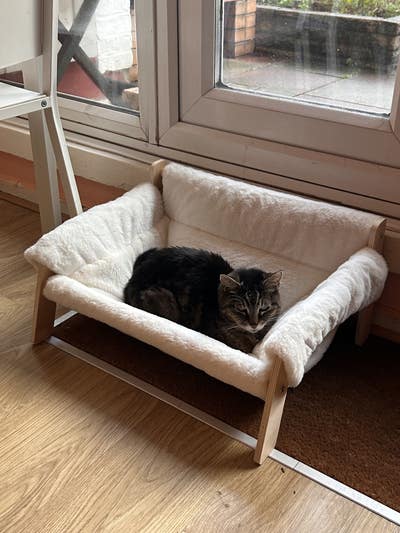 Seeking a leafy, private abode for me and my cat  Main Photo