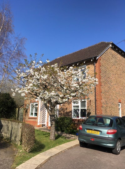 Cosy clean home looking for experienced dog sitter Main Photo