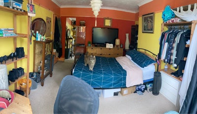 Large Sunny room with cats 😻 Main Photo