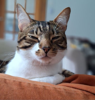 Looking for a room with my little cat, Pablo Main Photo