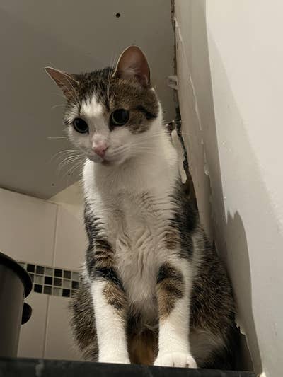 LOOKING FOR A CAT-FRIENDLY FLAT/HOUSE CLOSE TO UoL Main Photo