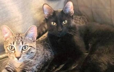 Room in 2-bed flat for cat-friendly person Main Photo