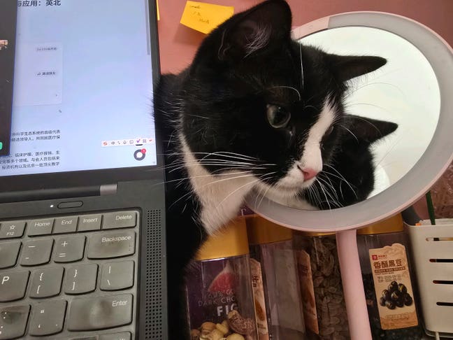 Professional tenant seeking a at least 4-month fur Main Photo