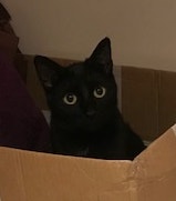 Room in 2-bed flat for cat-friendly person Main Photo