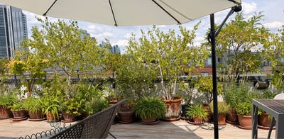 Lovely bright space . gorgeous roof garden Main Photo