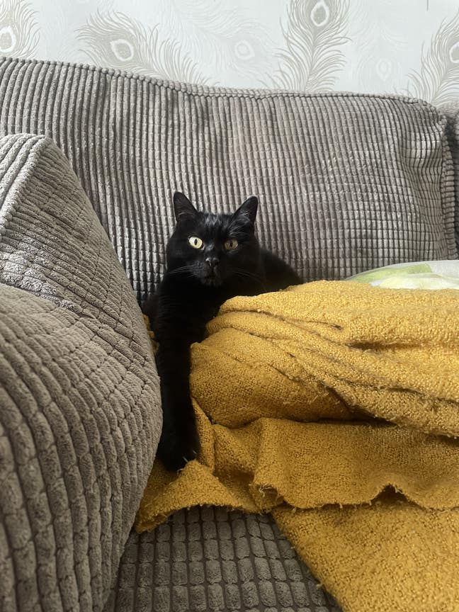 Looking for CAT FRIENDLY flat share 🐱 Main Photo