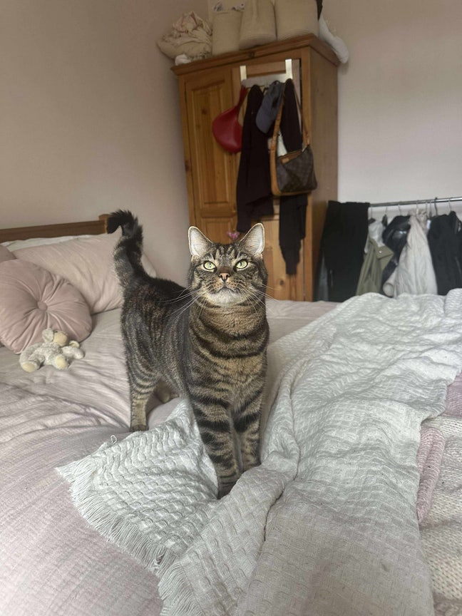 Cheap short term rent in exchange for cat sitting Main Photo