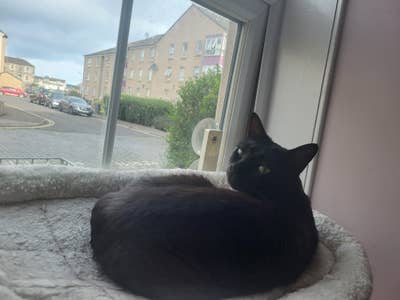 Free 1-week stay for catsitting 20-27 August Main Photo