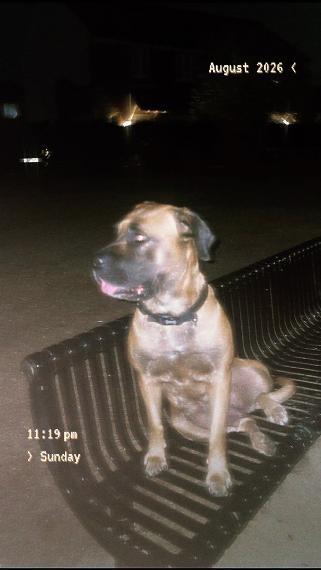Anything pet friendly works for me  Main Photo