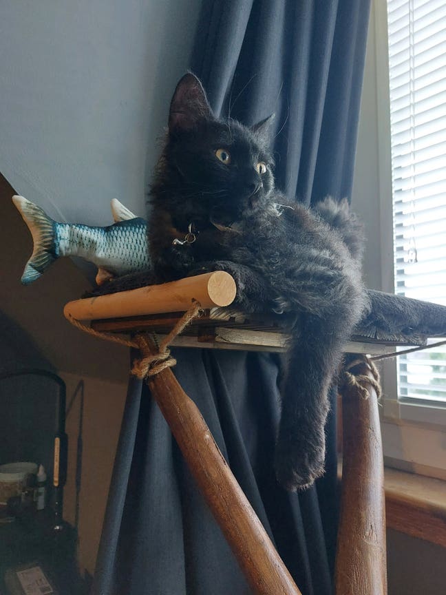 Looking for a flat with my cat 🐈‍⬛️ Main Photo