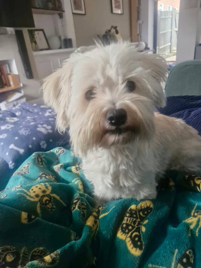 Pet friendly room wanted! Main Photo