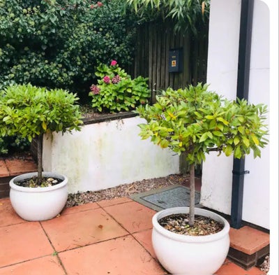 Bungalow - sea views - double room available Main Photo