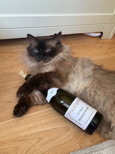 My cat and I are looking for a home Main Photo