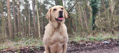 Double|Park view|London Fields|A Dog Rocky|8-26Oct Main Photo