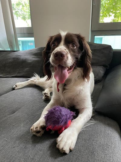 Springer Spaniel Seeks Flatmates Main Photo