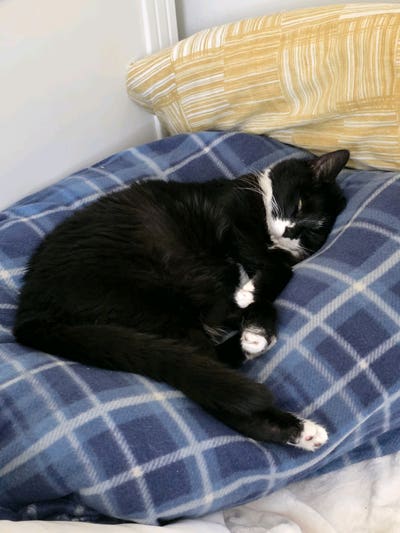 Introverted animal lover seeking room! Main Photo