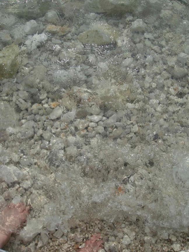 House-trained, conscientious vege needing a home Main Photo