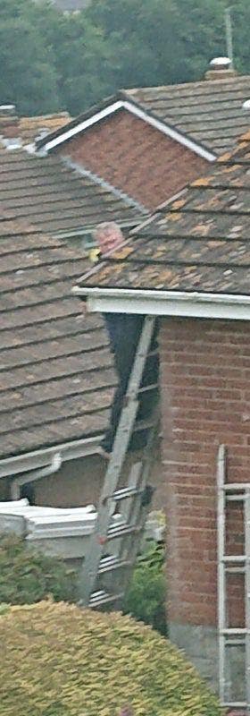 Flat/annexe wanted  Main Photo