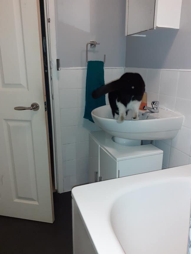 Looking for a studio with shower Main Photo