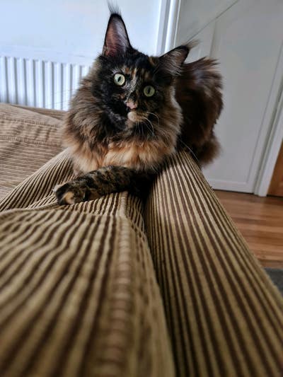 35 years old Female (and her cat) seeks a room Main Photo