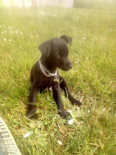 Seeking a safe home for my canine companion & I Main Photo