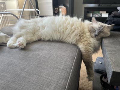 Flat with cat Main Photo