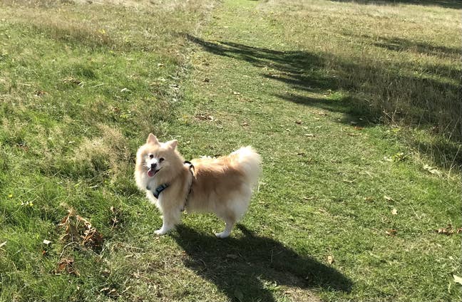 Room wanted for quiet female and friendly dog Main Photo