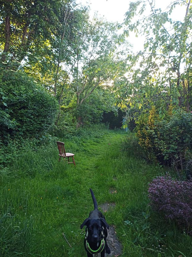 Friendly shared house with sweet labrador Main Photo