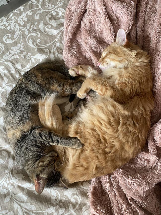 Looking for a room for me + 2 cats or buddy up  Main Photo