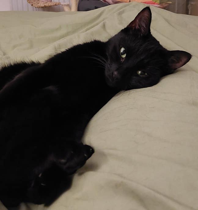 Cat+ her human looking for a warm& friendly home Main Photo