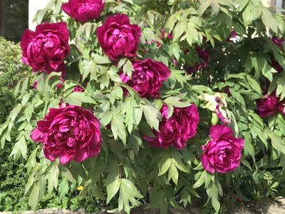 Double Room in cottage  Main Photo